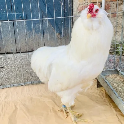 ARAUCANA TEDESCA BIANCA copia
