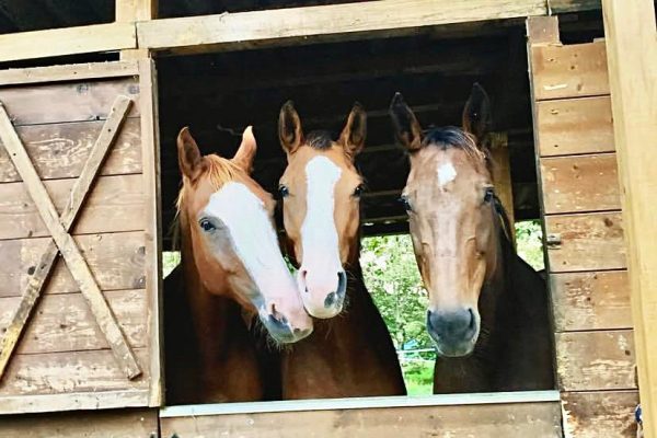 Azienda Agricola il Grifone - Albinea