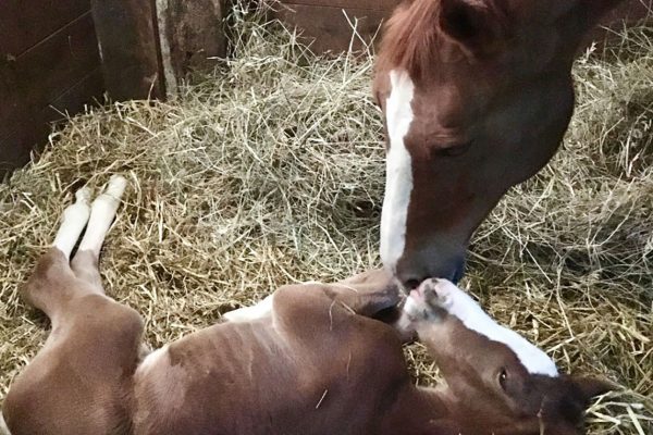 Azienda Agricola il Grifone - Albinea