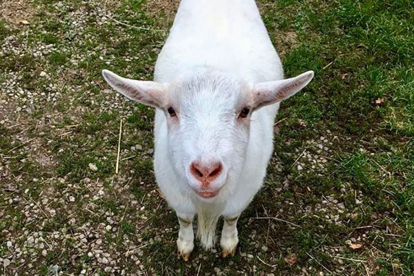 Azienda Agricola il Grifone - Albinea