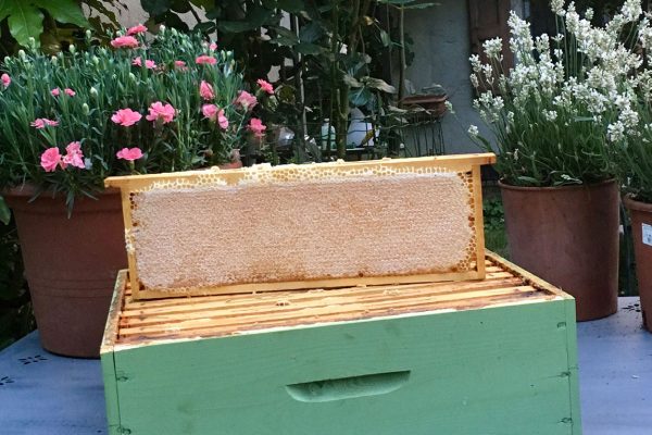 Azienda Agricola il Grifone - Miele