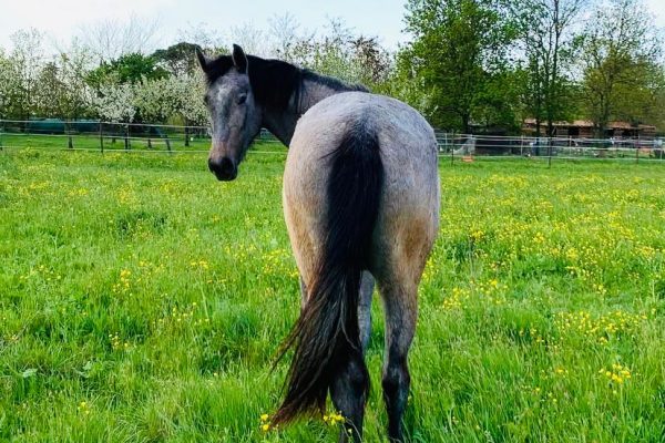Azienda Agricola il Grifone - Albinea