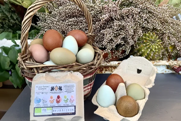 Azienda Agricola il Grifone - Uova